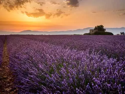 valensole