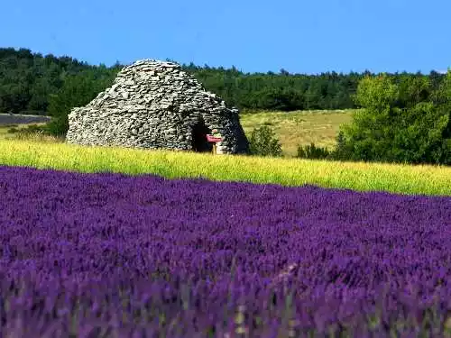 Miel de Lavande Récolte été 2023 - La Ferme Aux Lavandes