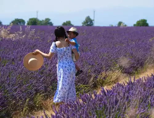 Promenade dans un champ de lavande à Valensole (04)