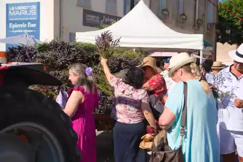 Distribution de lavande à Valensole