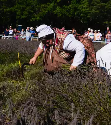 Une participante au concours amateur de coupe de la lavande à la faucille