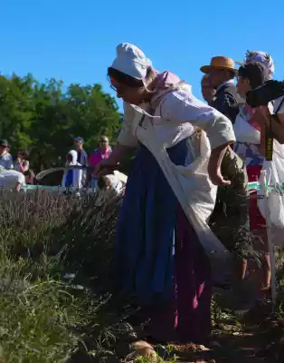 concours amateur 2018 de coupe de la lavande à la faucille à sault